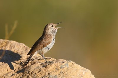 Rock Wren Salpinctes Obsoletus