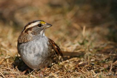 White Throated Sparrow Zonotrichia albicollis