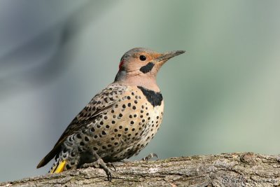 Northern Flicker Colaptes auratus (Yellow-Shafted)