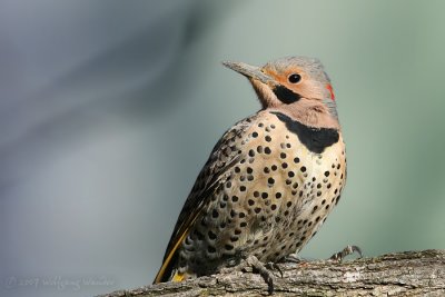 Northern Flicker <i>Colaptes auratus</i> (Yellow-Shafted)