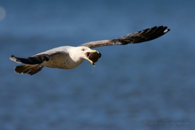 Ring-Billed Gull Larus Delawarensis (immature)