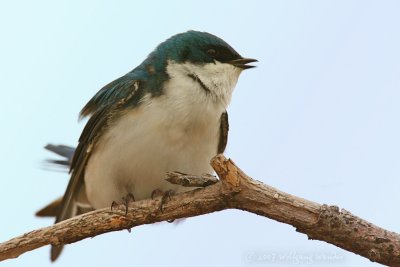Tree Swallow Tachycineta Bicolor