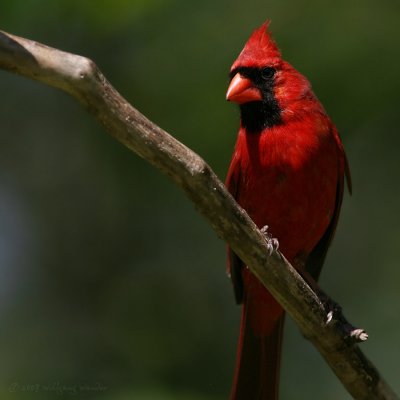 Northern Cardinal Cardinalis Cardinalis