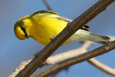 Blue Winged Warbler Vermivora Pinus