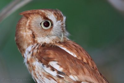 Eastern Screech-Owl Otus Asio