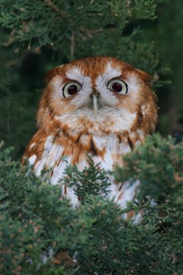 Eastern Screech-Owl Otus Asio