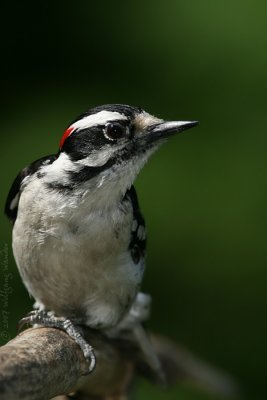 Downy Woodpecker Picoides Pubescens