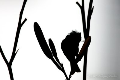 Black-Capped Chickadee <i>Poecile Atricapilla</i>