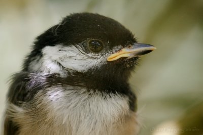 Black-Capped Chickadee Poecile Atricapilla
