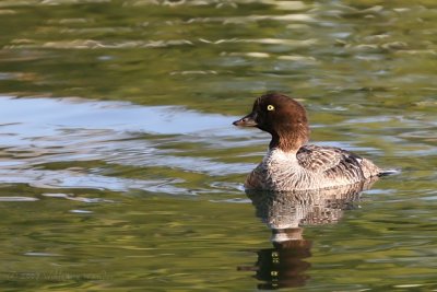 Common Goldeneye Bucephala clangula