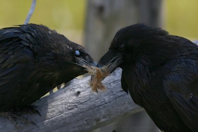 Common Raven Covus corax