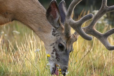 Mule Deer Odocoileus hemionus