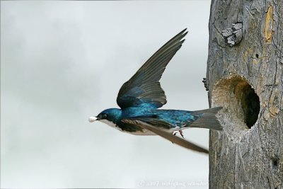 Tree Swallow Tachycineta bicolor