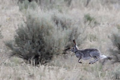 Snowshoe Hare Lepus americanus