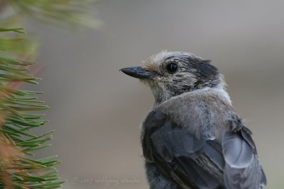 Gray Jay Perisoreus canadensis