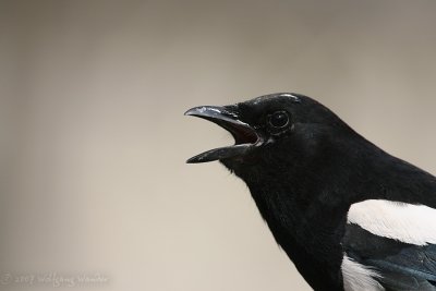 Black-billed Magpie Pica hudsonia