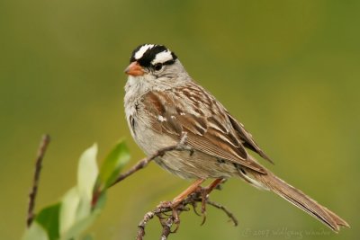 White-Crowned Sparrow Zonotrichia leucophrys