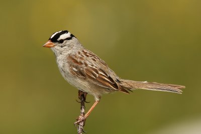 White-Crowned Sparrow Zonotrichia leucophrys