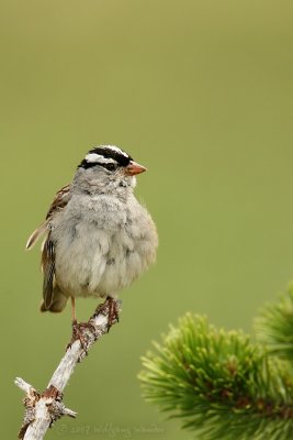 White-Crowned Sparrow <i>Zonotrichia leucophrys</i>