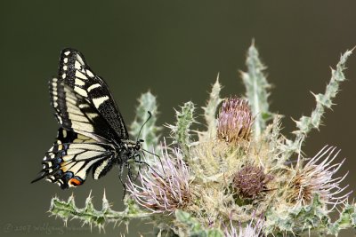 Anise Swallowtail Papilio zelicaon