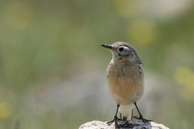 American Pipit Anthus rubescens