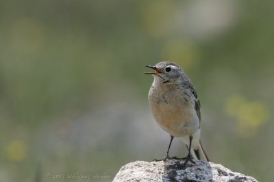 American Pipit Anthus rubescens