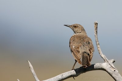 Sage Thrasher Oreoscoptes montanus