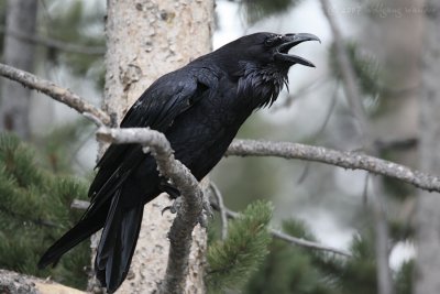 Common Raven Covus corax