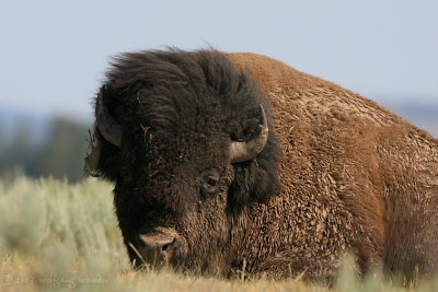 American Bison Bison bison