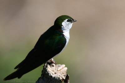 Violet-Green Swallow Tachycineta thalassina