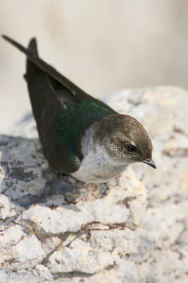 Violet-Green Swallow Tachycineta thalassina