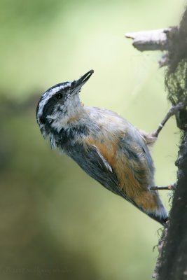 Red Breasted Nuthatch Sitta canadensis