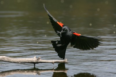 Red-Winged Blackbird Agelaius phoeniceus