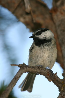 Mountain Chickadee Poecile gambeli