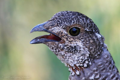 Greater Sage-Grouse Centrocercus urophasianus