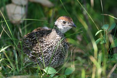 Greater Sage-Grouse Centrocercus urophasianus