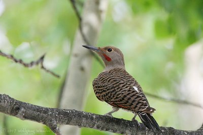 Northern Flicker Colaptes auratus cafer (Red-Shafted)