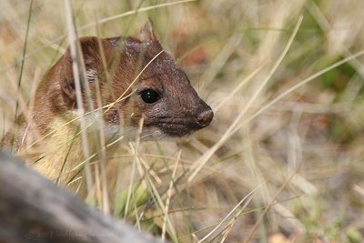 Long-tailed Weasel Mustela frenata