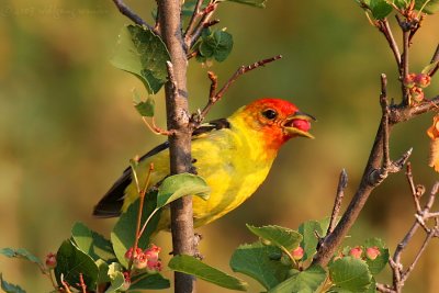 Western Tanager Piranga ludoviciana