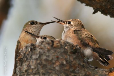 Calliope Hummingbird Stellula calliope