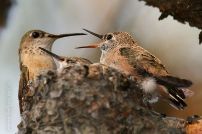 Calliope Hummingbird Stellula calliope