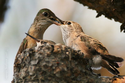 Calliope Hummingbird Stellula calliope