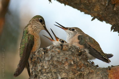 Calliope Hummingbird Stellula calliope