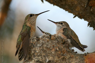 Calliope Hummingbird Stellula calliope