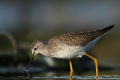 Lesser Yellowlegs Tringa Flavipes