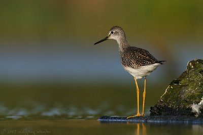 Lesser Yellowlegs Tringa Flavipes