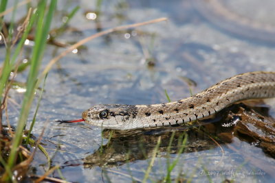 Wandering Garter Snake Thamnophis elegans vagrans