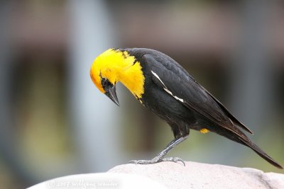 Yellow-headed Blackbird Xanthocephalus xanthocephalus