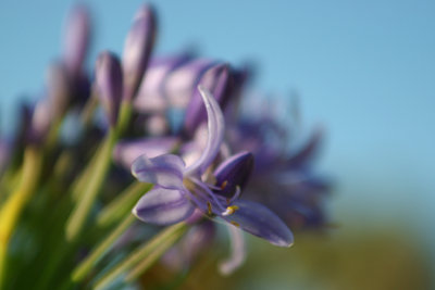 Flowers, San Diego