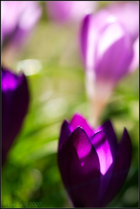 Purple Field